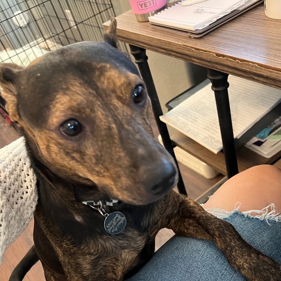 🌙🐺🌿🌸🐨🌺🐶 - Picture 6 of 6